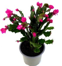Schlumbergera Weihnachtskaktus