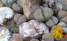 50x Samen Seeds lebende Steine