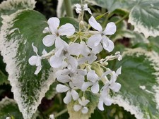 10 Seeds Lunaria annua var