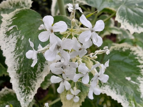 Seeds lunaria annua var - lunaria,