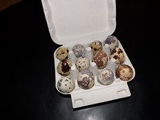 72  Wachteleier 6x12er