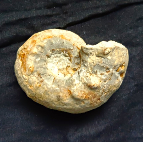 Ammonit fossil liparoceras - ammonit,