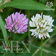 7.500 Samen Weißklee &