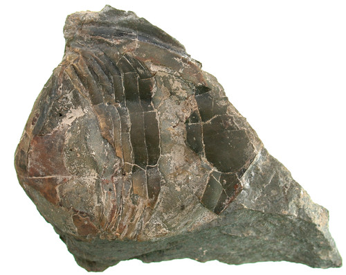 Ordovizium liomegalaspides - ,