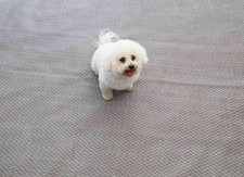 Isabella Flint Zeltteppich