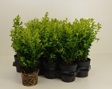 verschiedener Buchsbaum