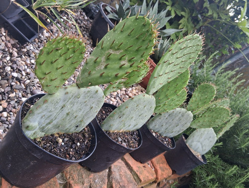 Opuntia engelmannii inermis