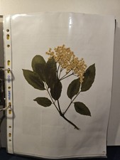 Herbarium Pflanzensammlung, 23