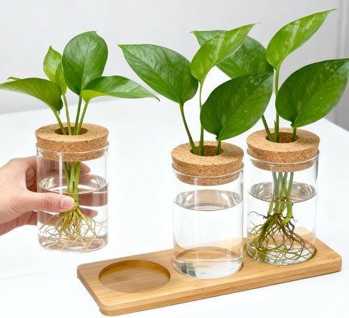 Pflanzenterrarium hydrokultur - pflanzenterrarium,