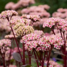 Hohe Fetthenne 'Matrona' rosa