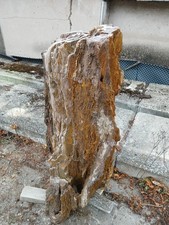 VERSTEINERTES HOLZ - Holzstamm - Rarität - Unikat - prächtige Struktur u. Farbe