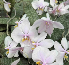 Taiwan Orchidee Phal