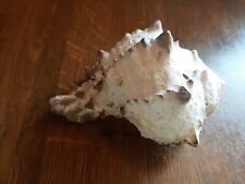 Muschel Meeresschnecke