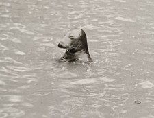 Robbe spielt im Wasser Seehundstation Seehund Nordsee Tierfoto Tiere Foto