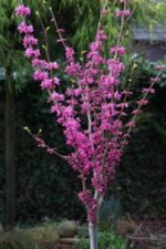 Chinesischer Judasbaum, Cercis Avondale auf Stamm (Höhe: 140-150 cm) + Dünger