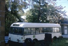 Gold Star Line Ford Transit