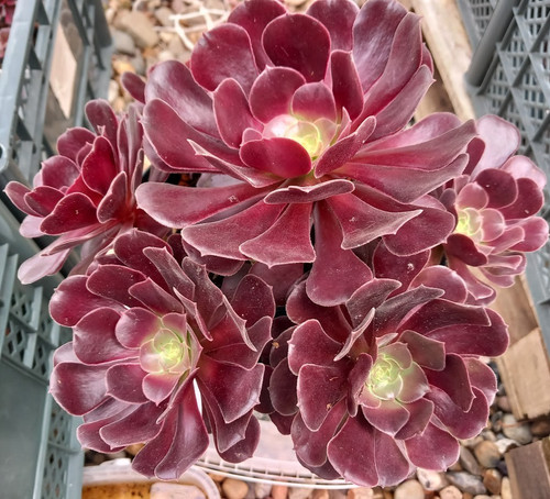 Aeonium velour - aeonium,