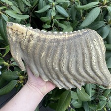 Top massiver fossiler - kg,