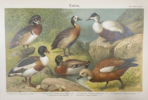 Antike grafik fauna - antike,