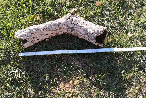 Korkeichenrinde röhre - korkeichenrinde,