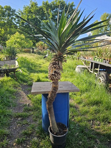 Yucca recurvifolia 150cm - 🌴,