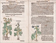 Kreuzkraut Eisenhut Wolfswurz