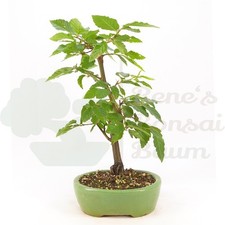 BONSAI  Hainbuche `Carpinus
