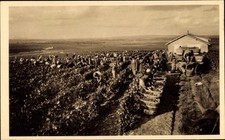 Ak Champagne Louis Roederer, Weinlese - 11070848