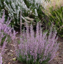 10x Knospenheide Gardengirls