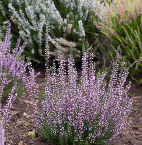 10x knospenheide gardengirls - knospenheide,