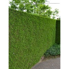 Lebensbaum Thuja Brabant