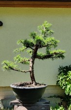 Seltene Japanische Lärche