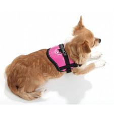 Teeny Weeny Hundegeschirr pink