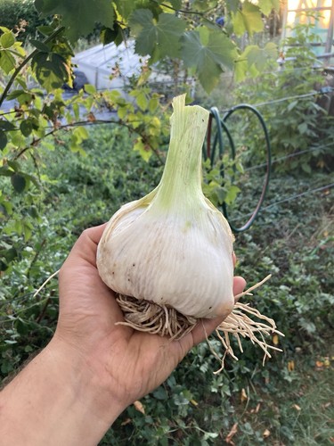 Zehen elefantenknoblauch aus - 5,