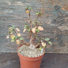 Plectranthus ernstii angenehmer Duft 3cm Caudex