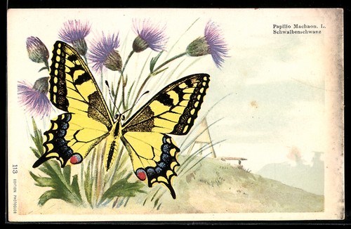 Lithographie schmetterling - lithographie,