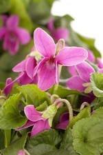 Viola odorata, Duftveilchen