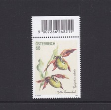 Gelber Frauenschuh -