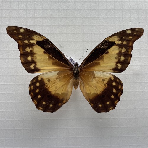 Entomologie morpho rhetenor - entomologie*morpho,