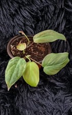 Philodendron Scandens Micans -