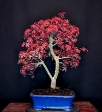 Bonsai japanischer roter - japanischer,