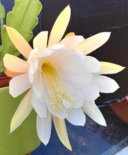 sehr schöner 3-triebiger