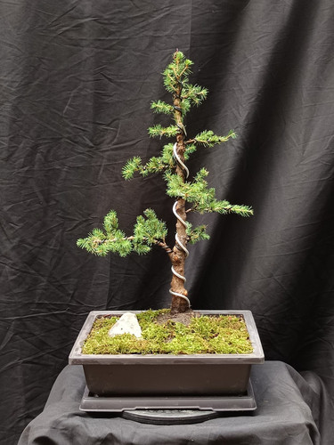 Pre bonsai zuckerhutfichte - pre-bonsai,