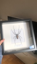 Giant golden orb weaver - golden,