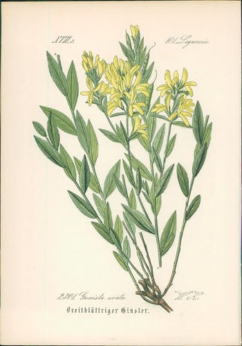 Chromolithographie - ,