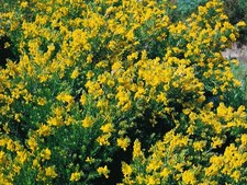 Genista germanica, Deutscher