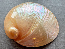 Abalone seeohr haliotis - /, /