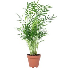 Bergpalme - Chamaedorea