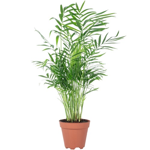 Bergpalme chamaedorea - bergpalme,