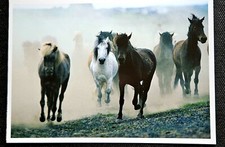 Pferdepostkarte, AK Pferde